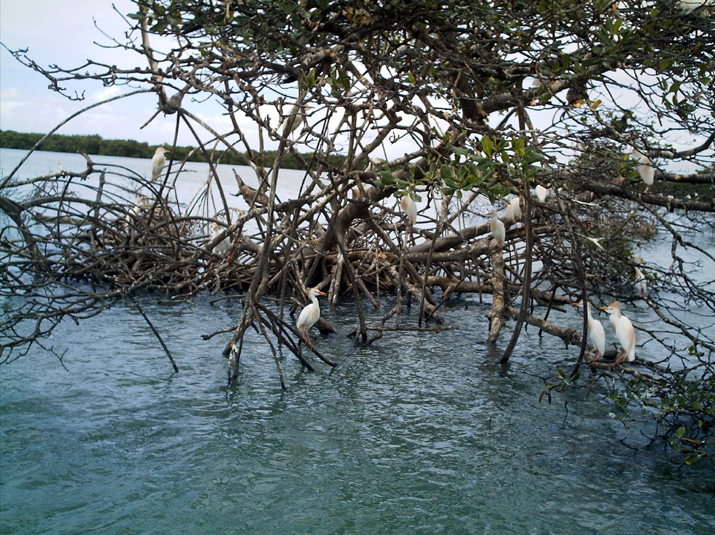 25 - Mangrove 050.jpg